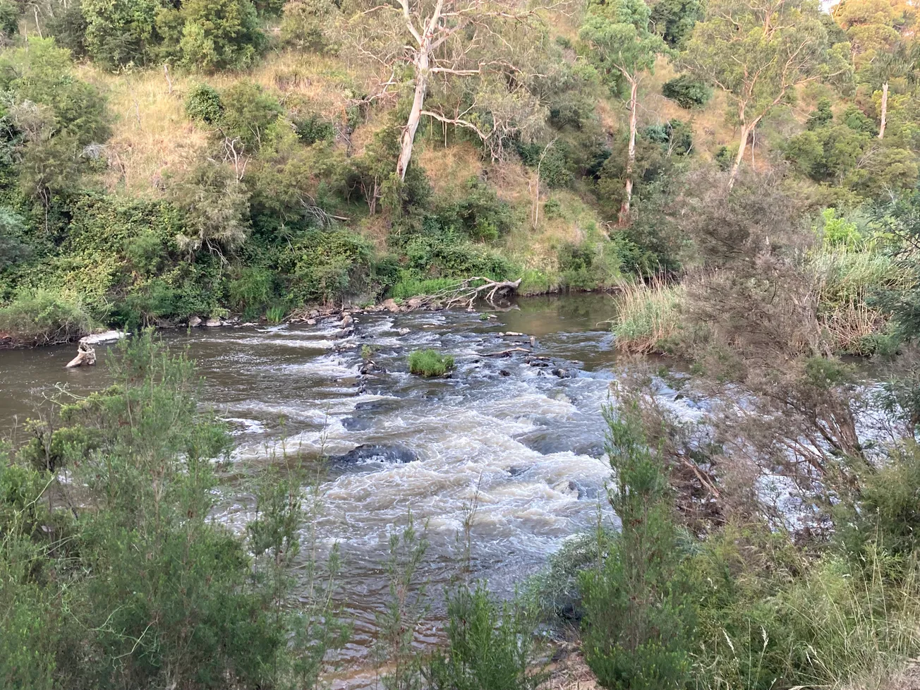 芬斯保护区的Wurundjeri原住民水产养殖遗址