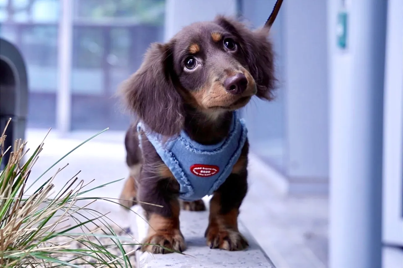Pet-Friendly Flights: How We Can Take Off With Our Pets