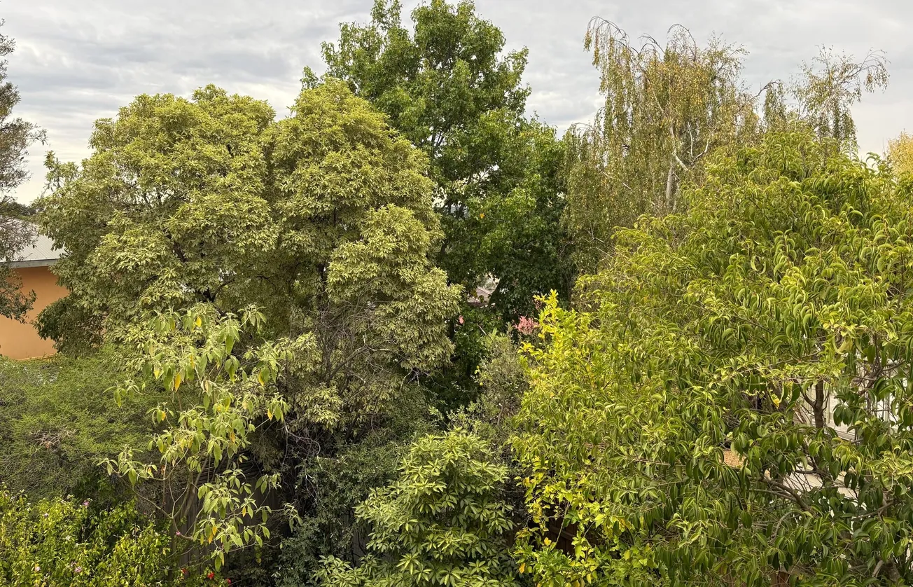 We love our trees — but do we understand the rules?