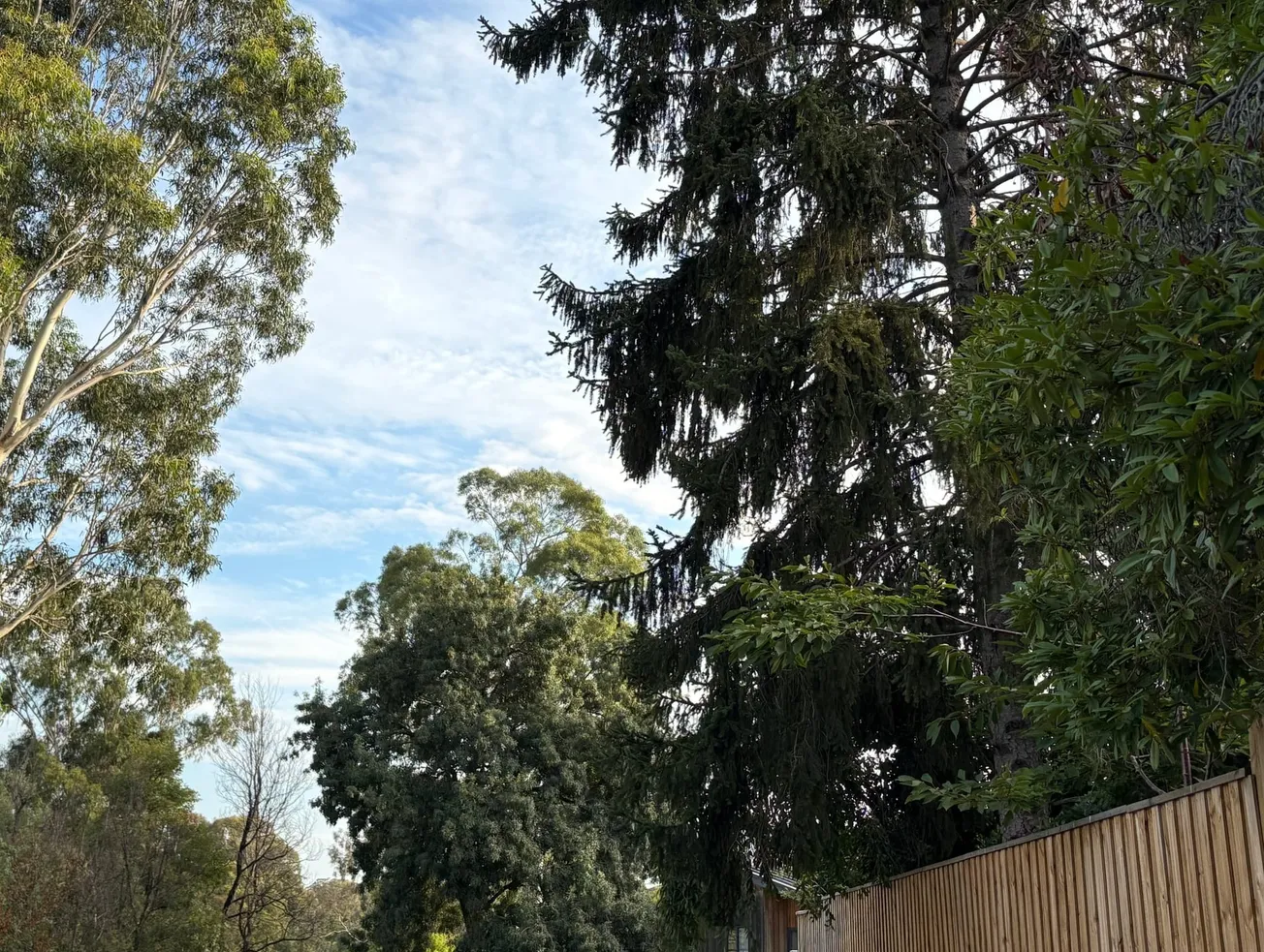 Do you know the rules about canopy trees in Manningham?