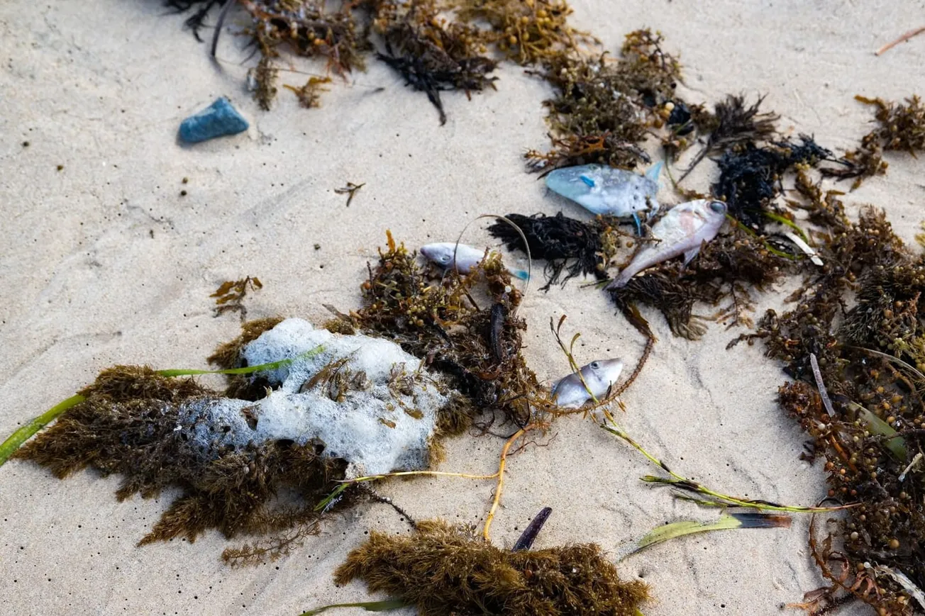 Can brevetoxins from algal blooms make me sick? A toxicologist explains